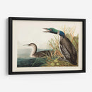 Pl 306 Gran Buceador Del Norte O Loon - John James Audubon | Cuadro decorativo de Canvas Lab