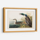 Pl 306 Gran Buceador Del Norte O Loon - John James Audubon | Cuadro decorativo de Canvas Lab