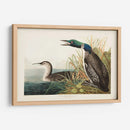 Pl 306 Gran Buceador Del Norte O Loon - John James Audubon | Cuadro decorativo de Canvas Lab