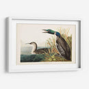 Pl 306 Gran Buceador Del Norte O Loon - John James Audubon | Cuadro decorativo de Canvas Lab