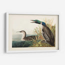 Pl 306 Gran Buceador Del Norte O Loon - John James Audubon | Cuadro decorativo de Canvas Lab