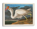 Pl 281 Gran Garza Blanca - John James Audubon | Cuadro decorativo de Canvas Lab