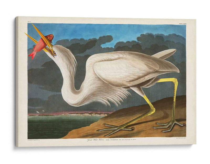 Pl 281 Gran Garza Blanca - John James Audubon | Cuadro decorativo de Canvas Lab