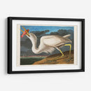 Pl 281 Gran Garza Blanca - John James Audubon | Cuadro decorativo de Canvas Lab