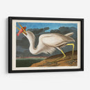 Pl 281 Gran Garza Blanca - John James Audubon | Cuadro decorativo de Canvas Lab