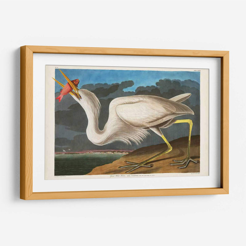 Pl 281 Gran Garza Blanca - John James Audubon | Cuadro decorativo de Canvas Lab