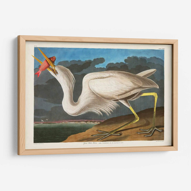 Pl 281 Gran Garza Blanca - John James Audubon | Cuadro decorativo de Canvas Lab