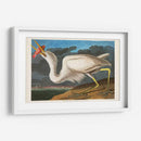 Pl 281 Gran Garza Blanca - John James Audubon | Cuadro decorativo de Canvas Lab