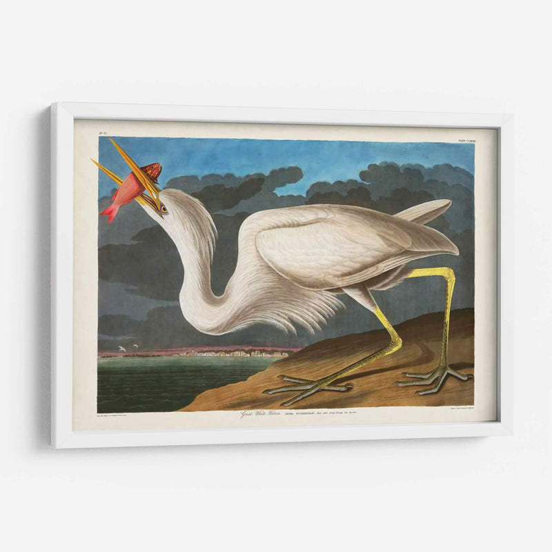 Pl 281 Gran Garza Blanca - John James Audubon | Cuadro decorativo de Canvas Lab