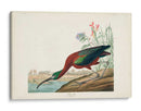 Pl 387 Ibis Brillante - John James Audubon | Cuadro decorativo de Canvas Lab