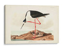 Pl 328 Avocet De Piernas Largas - John James Audubon | Cuadro decorativo de Canvas Lab