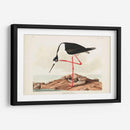 Pl 328 Avocet De Piernas Largas - John James Audubon | Cuadro decorativo de Canvas Lab