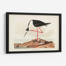 Pl 328 Avocet De Piernas Largas - John James Audubon | Cuadro decorativo de Canvas Lab