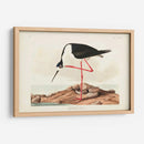Pl 328 Avocet De Piernas Largas - John James Audubon | Cuadro decorativo de Canvas Lab