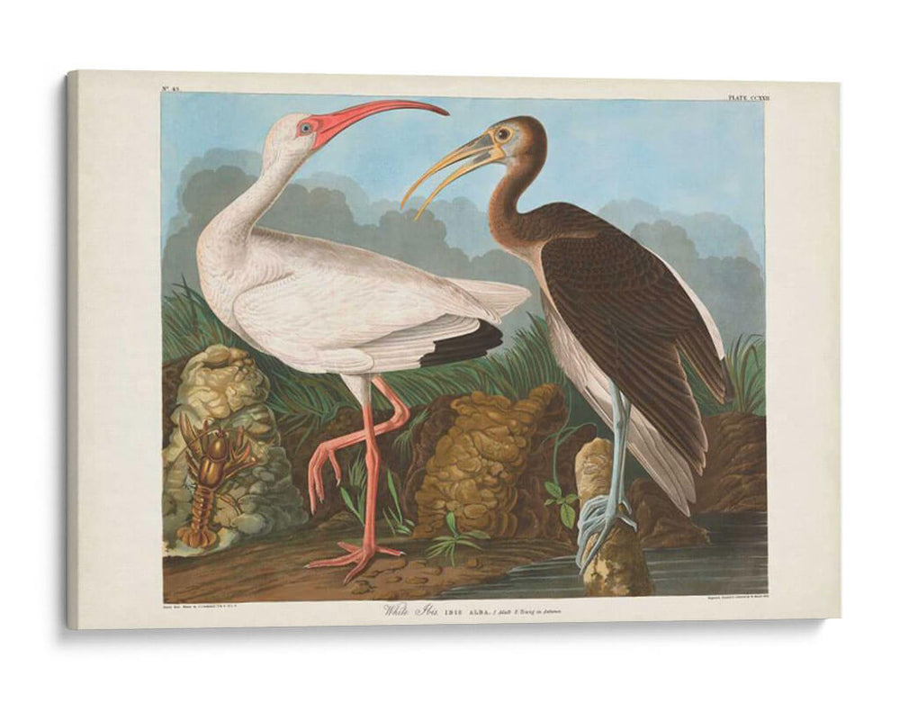 Pl 222 Ibis Blanco - John James Audubon | Cuadro decorativo de Canvas Lab