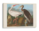 Pl 222 Ibis Blanco - John James Audubon | Cuadro decorativo de Canvas Lab