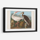 Pl 222 Ibis Blanco - John James Audubon | Cuadro decorativo de Canvas Lab
