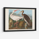 Pl 222 Ibis Blanco - John James Audubon | Cuadro decorativo de Canvas Lab
