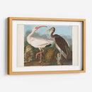 Pl 222 Ibis Blanco - John James Audubon | Cuadro decorativo de Canvas Lab