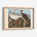 Pl 222 Ibis Blanco - John James Audubon | Cuadro decorativo de Canvas Lab