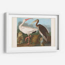 Pl 222 Ibis Blanco - John James Audubon | Cuadro decorativo de Canvas Lab