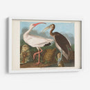 Pl 222 Ibis Blanco - John James Audubon | Cuadro decorativo de Canvas Lab