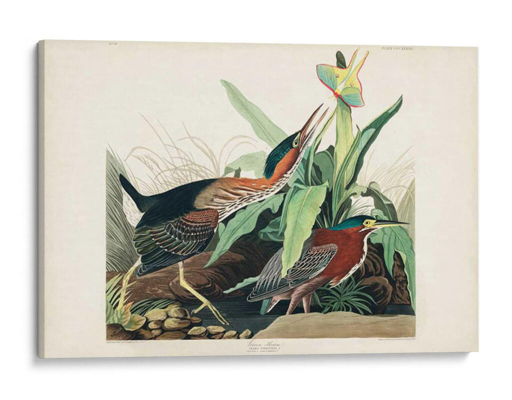 Pl 333 Green Heron - John James Audubon | Cuadro decorativo de Canvas Lab