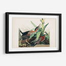 Pl 333 Green Heron - John James Audubon | Cuadro decorativo de Canvas Lab