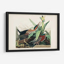 Pl 333 Green Heron - John James Audubon | Cuadro decorativo de Canvas Lab