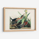 Pl 333 Green Heron - John James Audubon | Cuadro decorativo de Canvas Lab