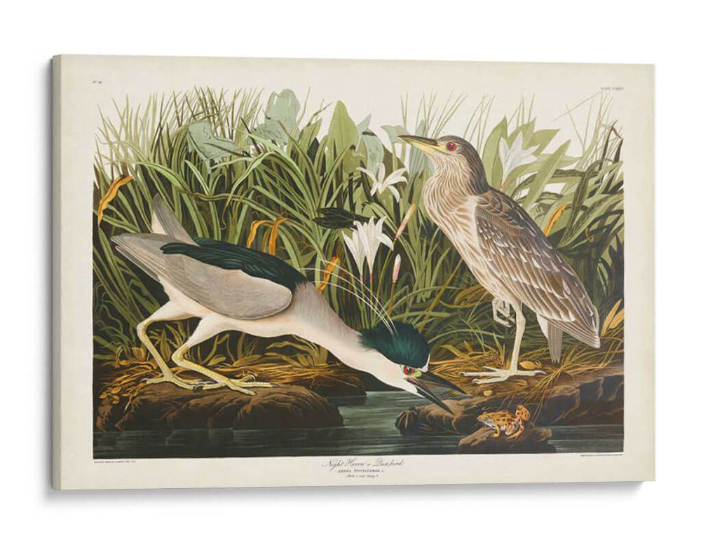 Pl 236 Noche Garza - John James Audubon | Cuadro decorativo de Canvas Lab