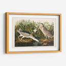 Pl 236 Noche Garza - John James Audubon | Cuadro decorativo de Canvas Lab