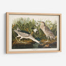 Pl 236 Noche Garza - John James Audubon | Cuadro decorativo de Canvas Lab