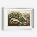 Pl 236 Noche Garza - John James Audubon | Cuadro decorativo de Canvas Lab