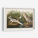 Pl 236 Noche Garza - John James Audubon | Cuadro decorativo de Canvas Lab