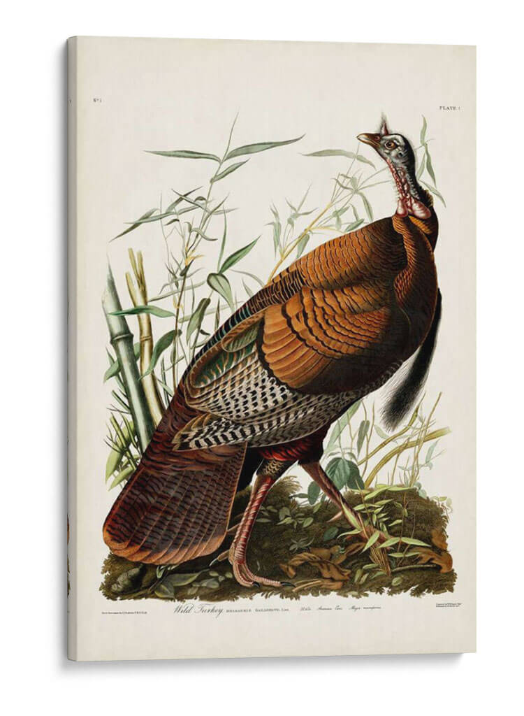 Pl 1 Pavo Salvaje - John James Audubon | Cuadro decorativo de Canvas Lab