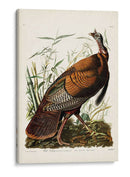 Pl 1 Pavo Salvaje - John James Audubon | Cuadro decorativo de Canvas Lab
