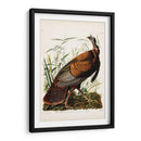 Pl 1 Pavo Salvaje - John James Audubon | Cuadro decorativo de Canvas Lab