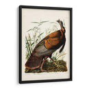 Pl 1 Pavo Salvaje - John James Audubon | Cuadro decorativo de Canvas Lab