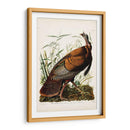 Pl 1 Pavo Salvaje - John James Audubon | Cuadro decorativo de Canvas Lab