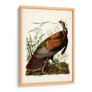Pl 1 Pavo Salvaje - John James Audubon | Cuadro decorativo de Canvas Lab