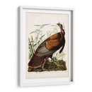 Pl 1 Pavo Salvaje - John James Audubon | Cuadro decorativo de Canvas Lab