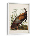 Pl 1 Pavo Salvaje - John James Audubon | Cuadro decorativo de Canvas Lab