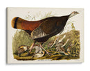 Pl 6 Gran Gallina Americana Y Joven - John James Audubon | Cuadro decorativo de Canvas Lab