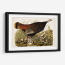 Pl 6 Gran Gallina Americana Y Joven - John James Audubon | Cuadro decorativo de Canvas Lab