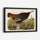 Pl 6 Gran Gallina Americana Y Joven - John James Audubon | Cuadro decorativo de Canvas Lab