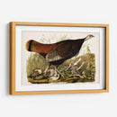 Pl 6 Gran Gallina Americana Y Joven - John James Audubon | Cuadro decorativo de Canvas Lab