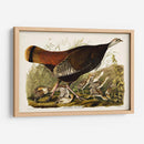 Pl 6 Gran Gallina Americana Y Joven - John James Audubon | Cuadro decorativo de Canvas Lab