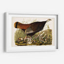 Pl 6 Gran Gallina Americana Y Joven - John James Audubon | Cuadro decorativo de Canvas Lab