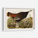 Pl 6 Gran Gallina Americana Y Joven - John James Audubon | Cuadro decorativo de Canvas Lab